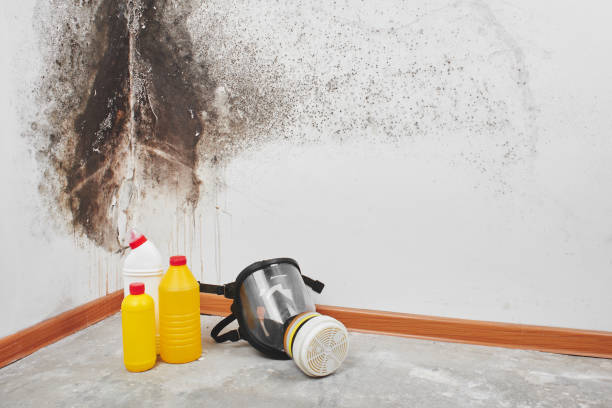 Best Black Mold Remediation in Delavan, WI