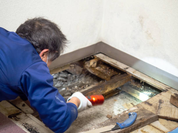 Best Preventive Mold Services in Delavan, WI