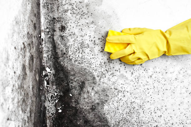 Best Mold Testing and Inspection Services in Delavan, WI