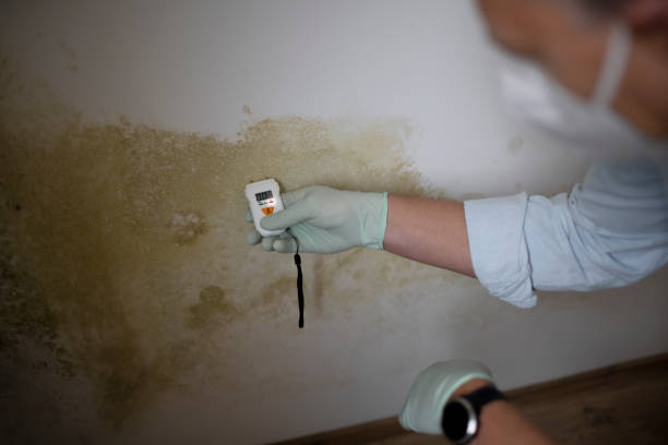 Best HVAC Mold Remediation in Delavan, WI