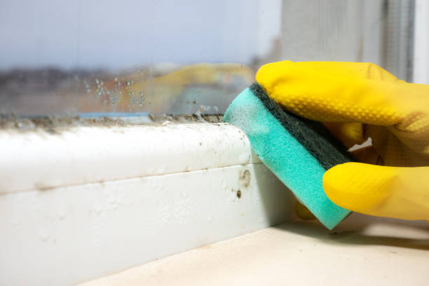Best Industrial Mold Remediation in Delavan, WI