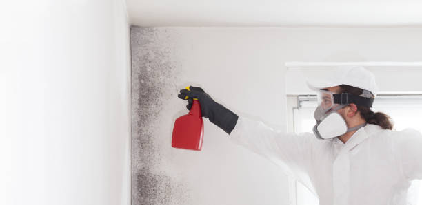 Best DIY Mold Remediation Support Services in Delavan, WI