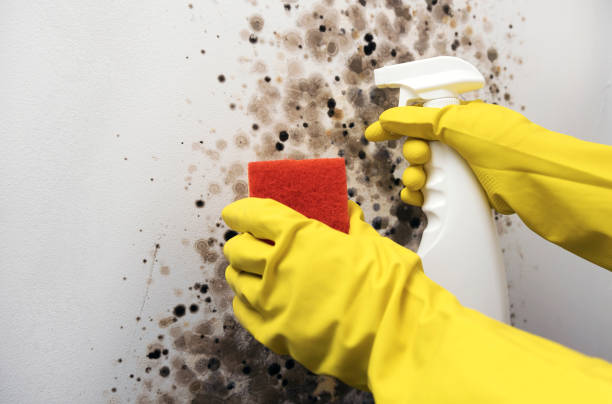 Best Residential Mold Remediation in Delavan, WI