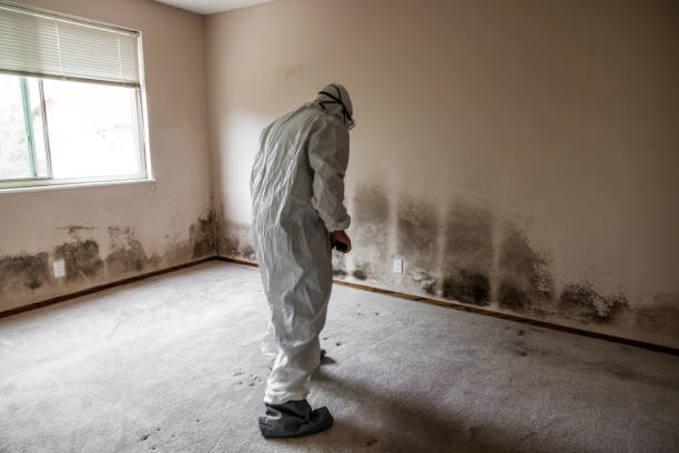Best White Mold Remediation in Delavan, WI