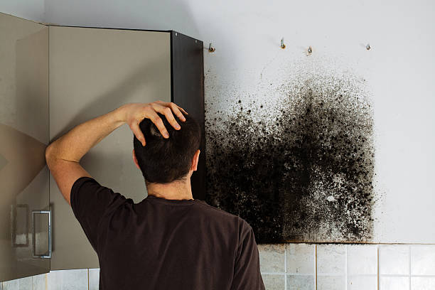 Best Black Mold Remediation in Delavan, WI